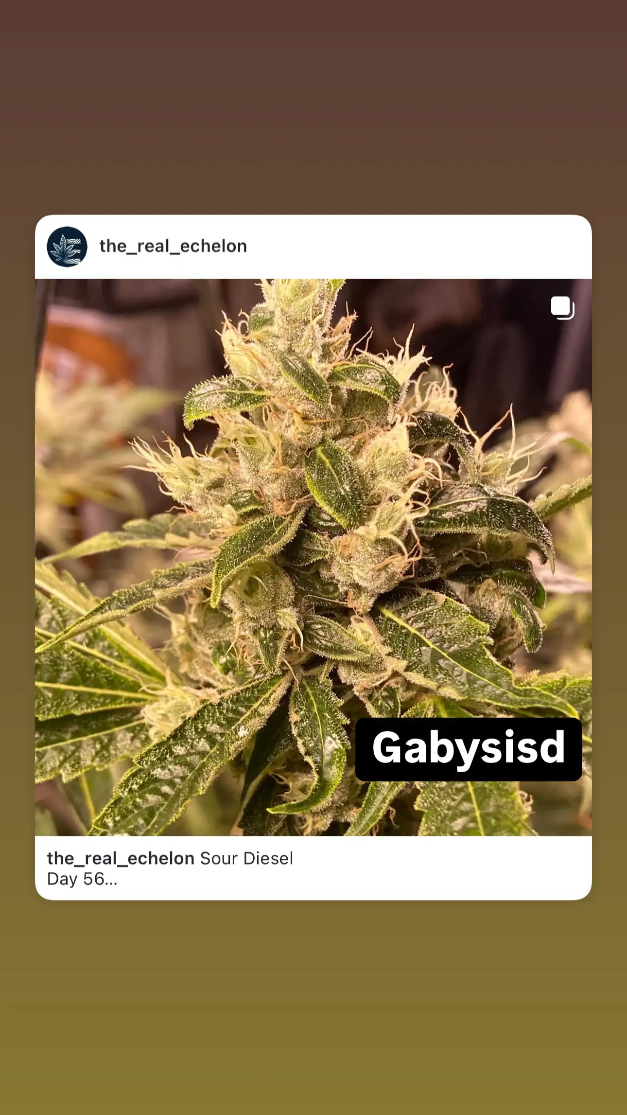 GabySI || Elite Genetics